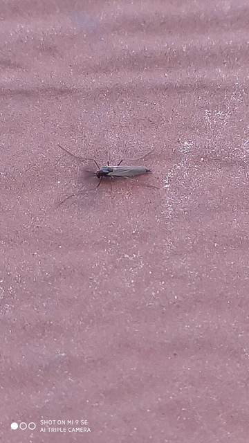 Chironomidae - árvaszúnyogok