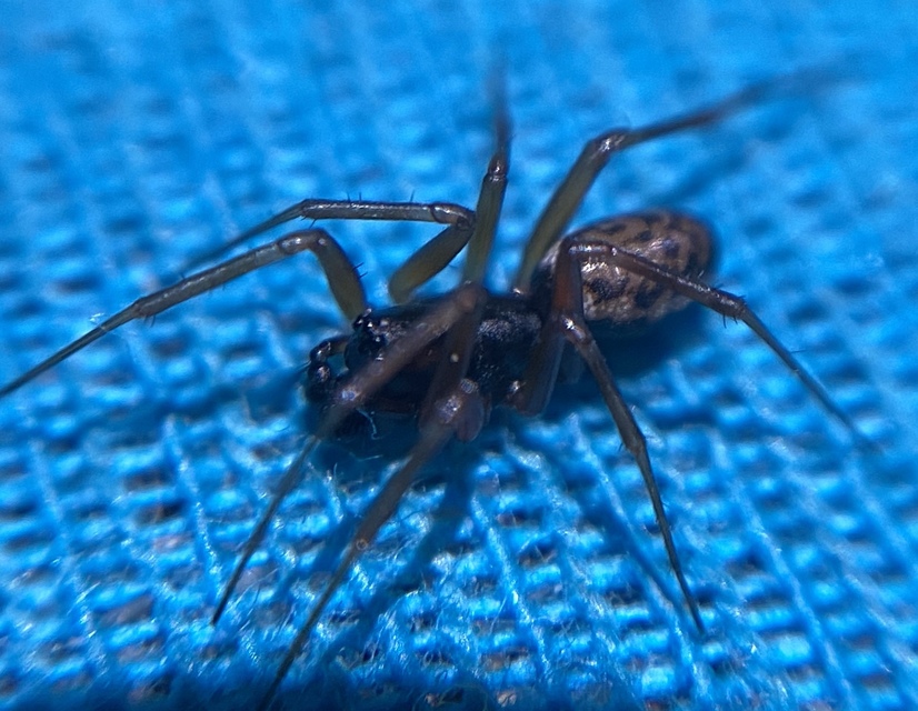 Neriene clathrata - rácsozott vitorlapók
