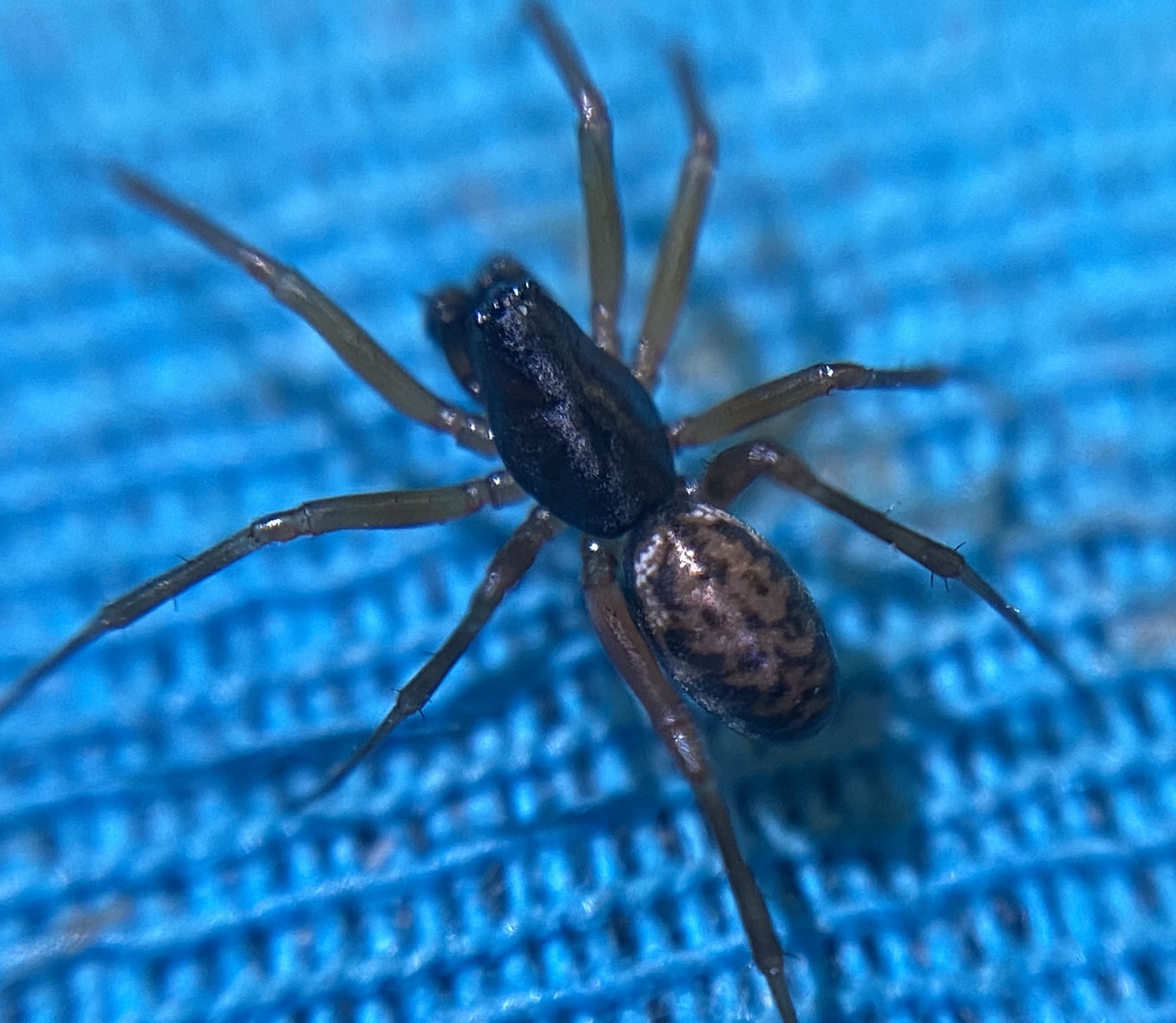 Neriene clathrata - rácsozott vitorlapók