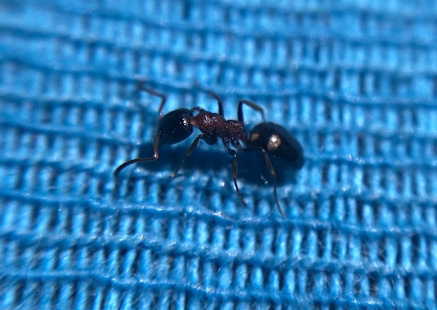 Dolichoderus quadripunctatus - négypettyes erdeihangya