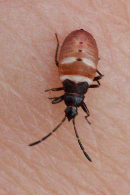 Gastrodes