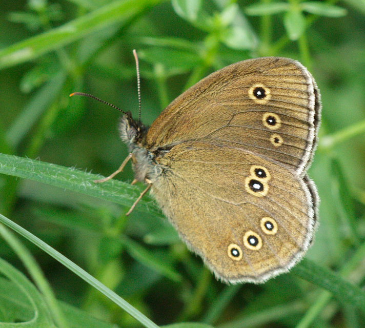 Aphantopus hyperanthus - közönséges ökörszemlepke