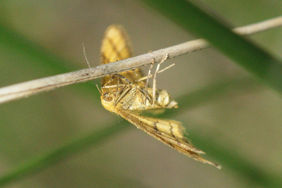 Idaea aureolaria - aranyos sávosaraszoló