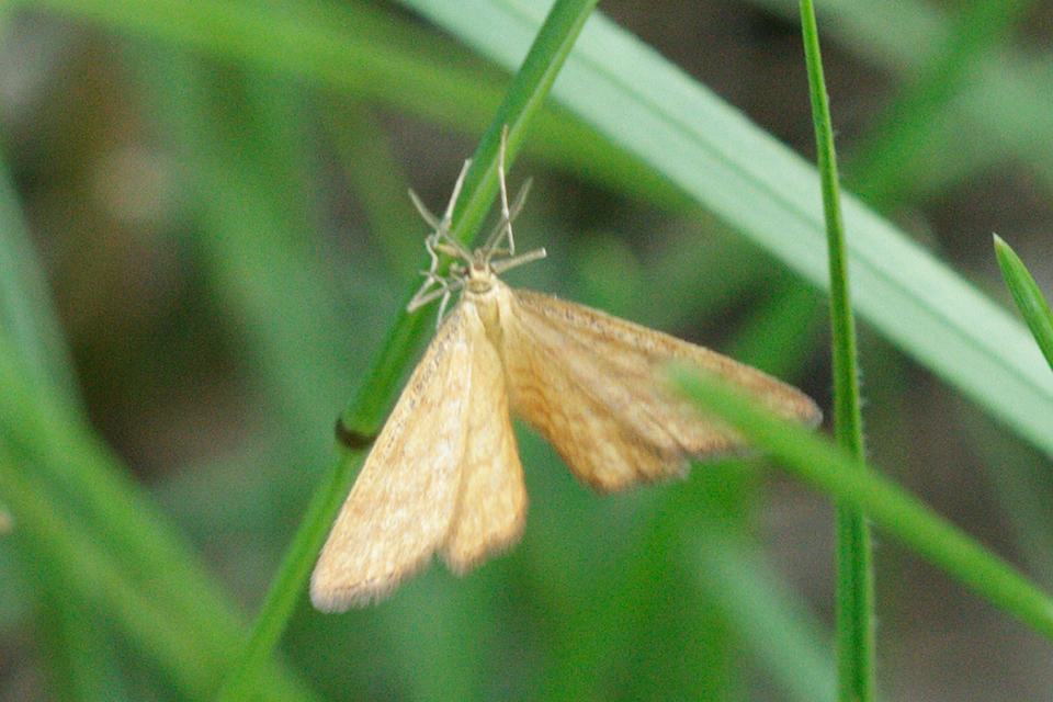 Idaea serpentata - kis sávosaraszoló