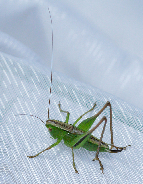 Bicolorana bicolor - halványzöld rétiszöcske