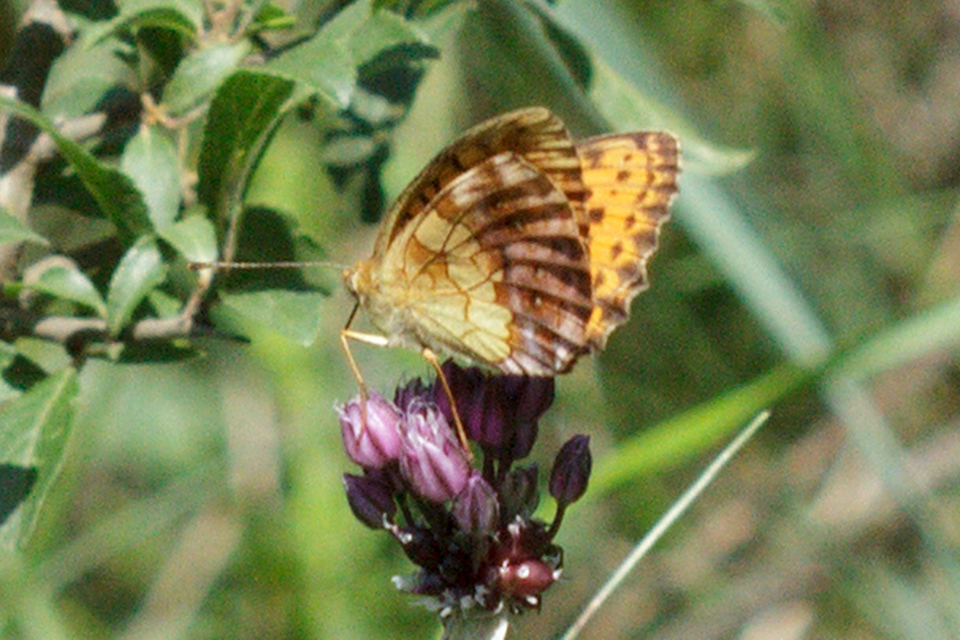 Brenthis daphne - málna-gyöngyházlepke