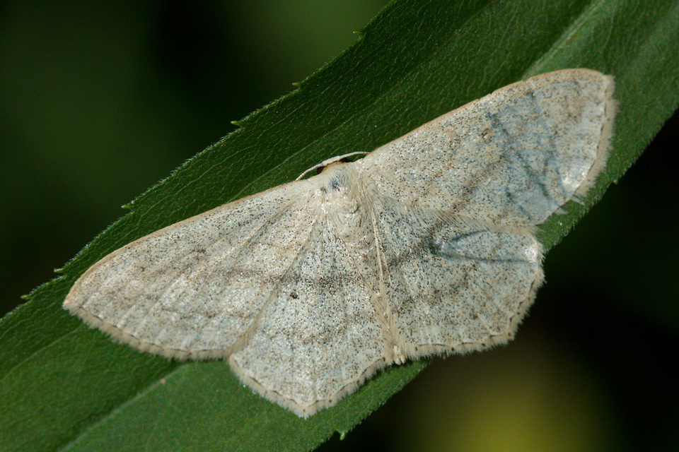 Scopula nigropunctata - feketepettyes araszoló