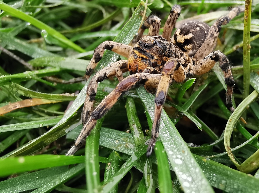 Geolycosa vultuosa - pokoli cselőpók