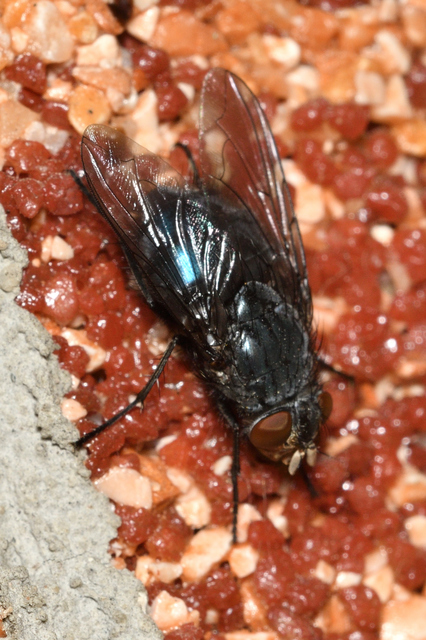 Calliphora vicina - kék dongólégy