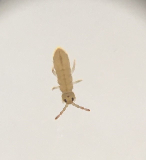 Isotomidae