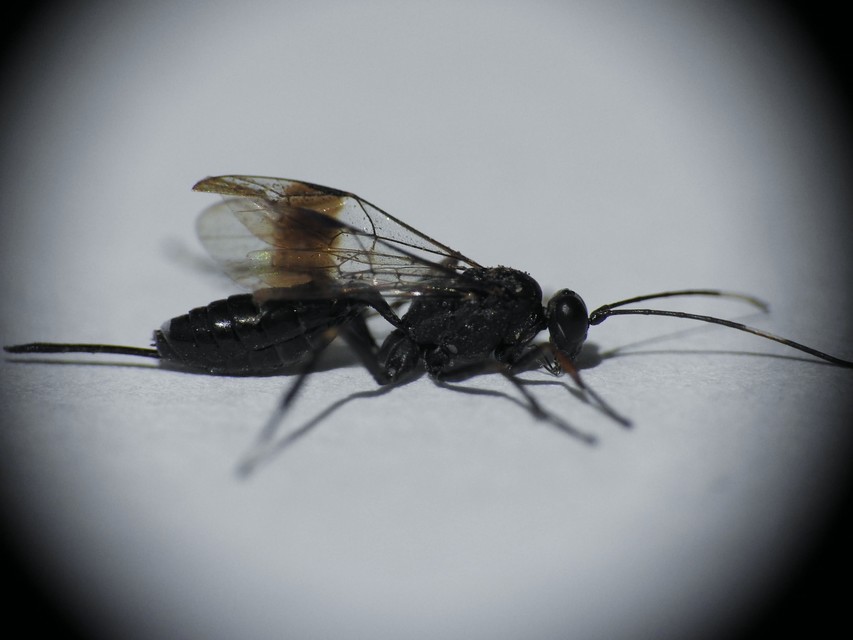 Hymenoptera - Hártyásszárnyúak