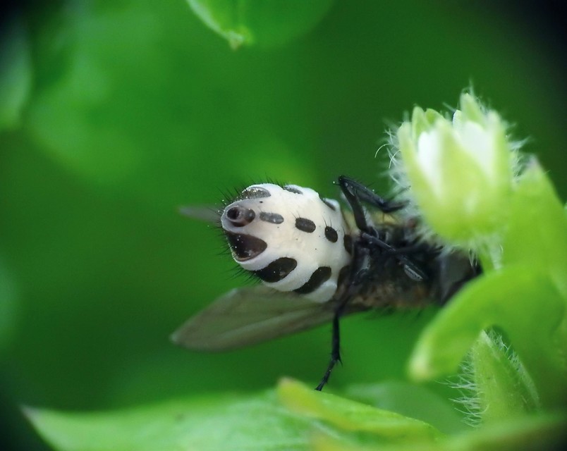 Pollenia
