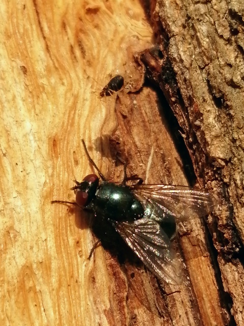 Eudasyphora