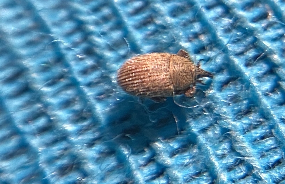 Mecinus ictericus - bundás útifűormányos