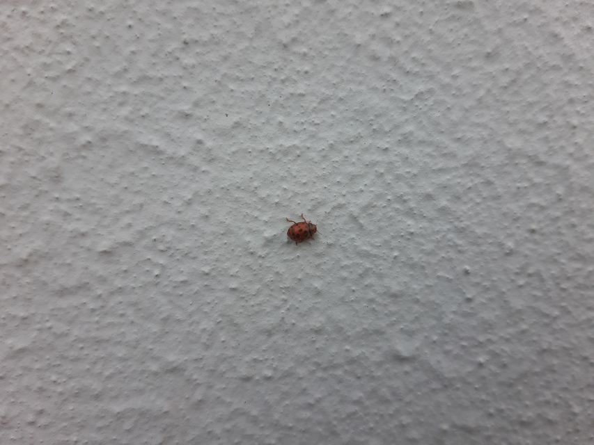 Subcoccinella vigintiquatuorpunctata - lucernaböde