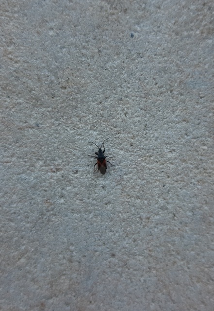Oxycarenus lavaterae - hársbodobács