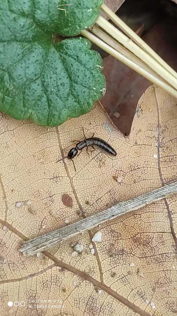 Xantholinus Xantholinus