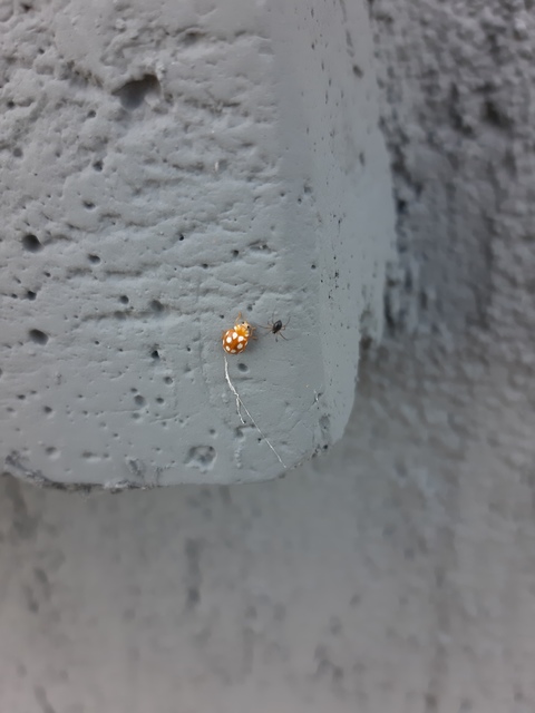 Vibidia duodecimguttata - tizenkétcseppes füsskata