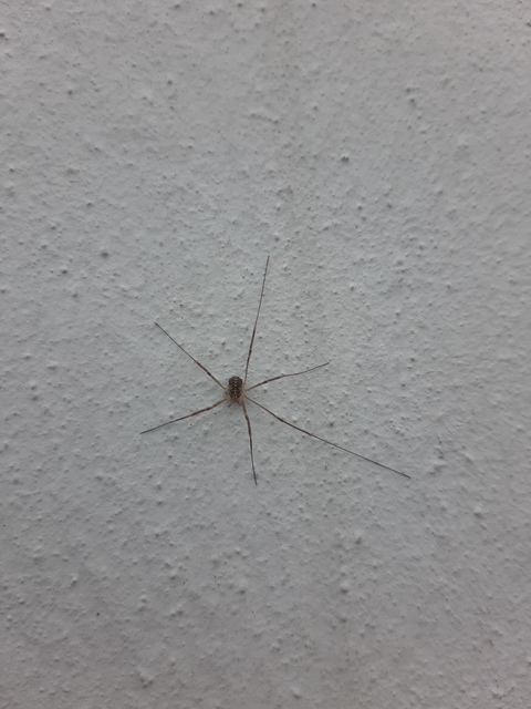 Opilio saxatilis