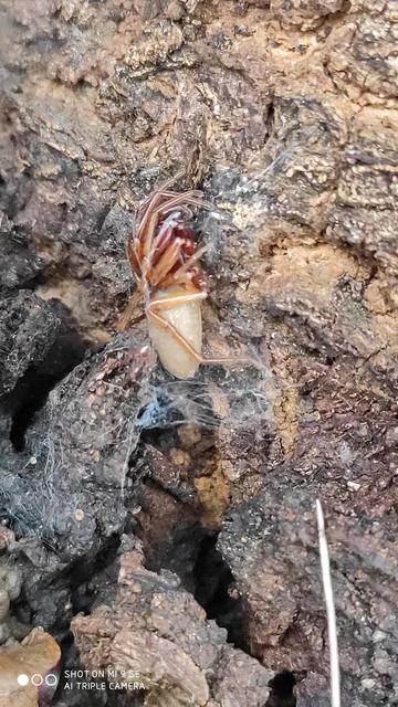 Dysderidae - fojtópókok
