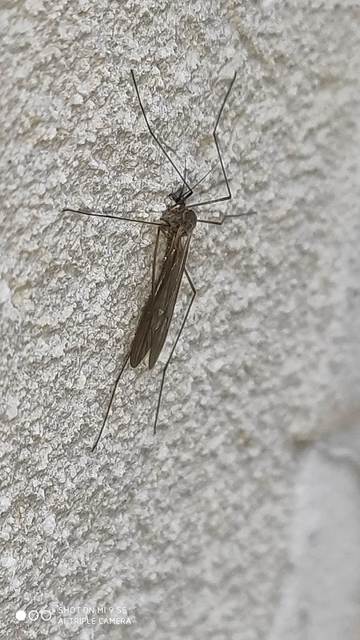 Trichocera