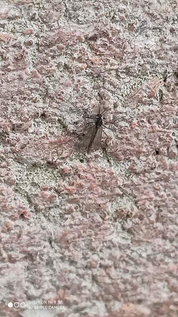 Chironomidae - árvaszúnyogok