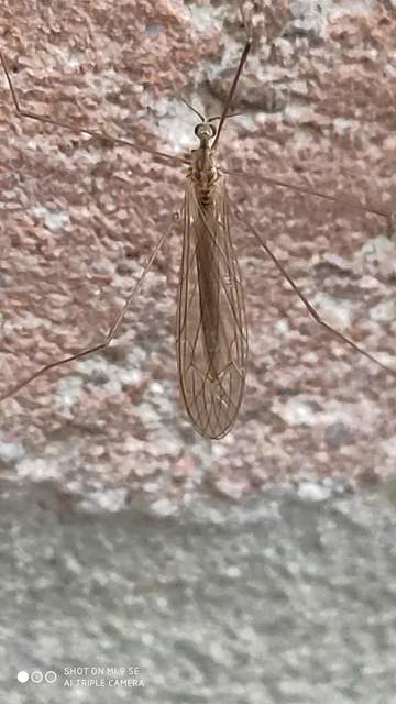 Dicranomyia modesta - szőke iszapszúnyog