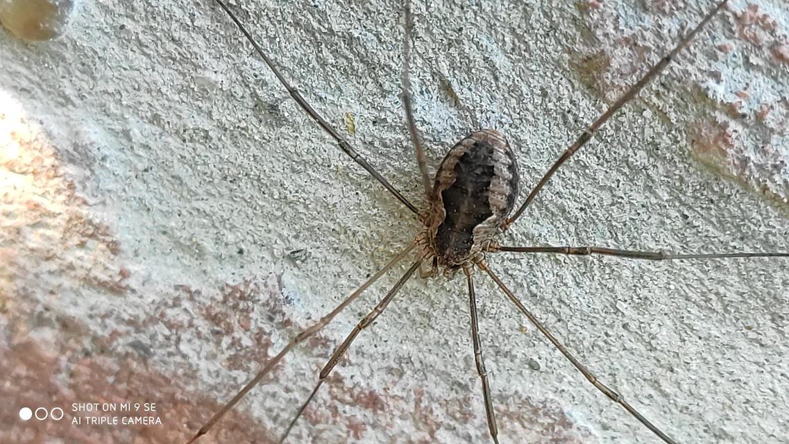 Phalangium opilio