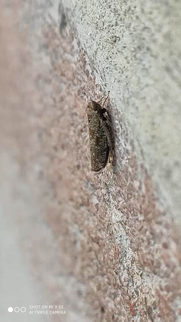 Orientus ishidae
