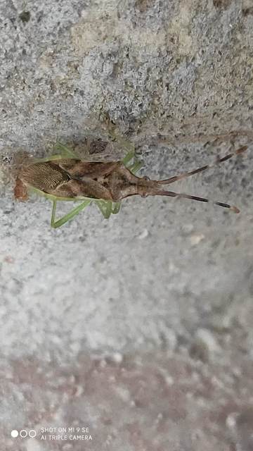 Gonocerus juniperi - boróka-karimáspoloska
