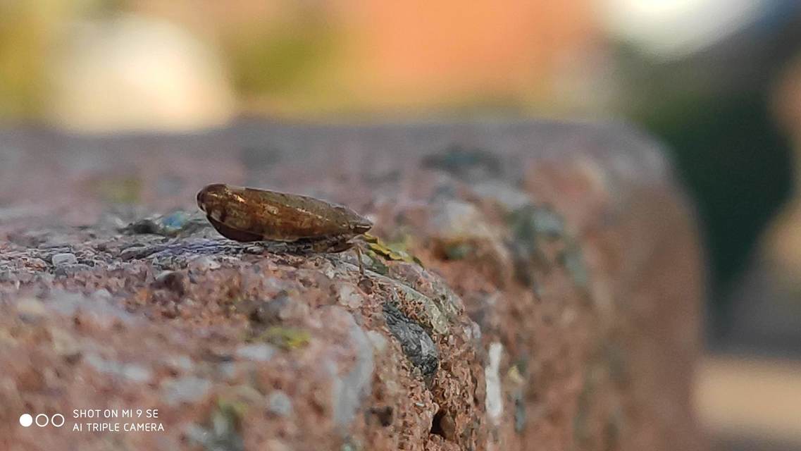 Fieberiella florii