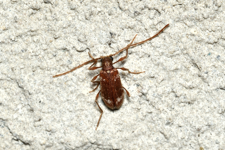 Ptinus fur - közönséges tolvajbogár