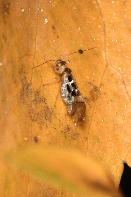 Graphopsocus cruciatus