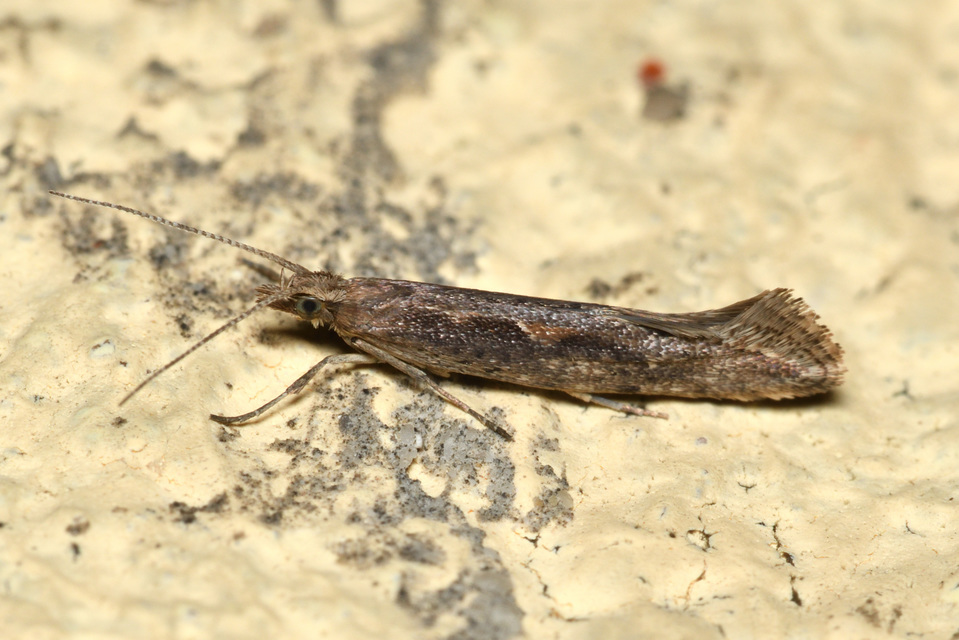 Plutella xylostella - káposztamoly