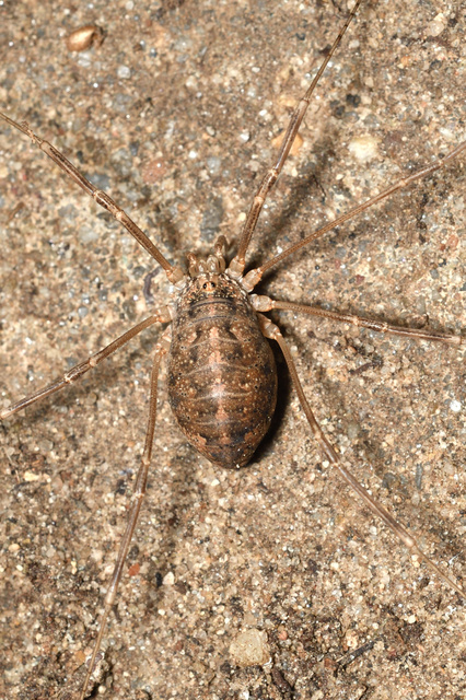Opilio