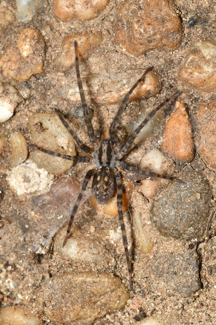 Tegenaria