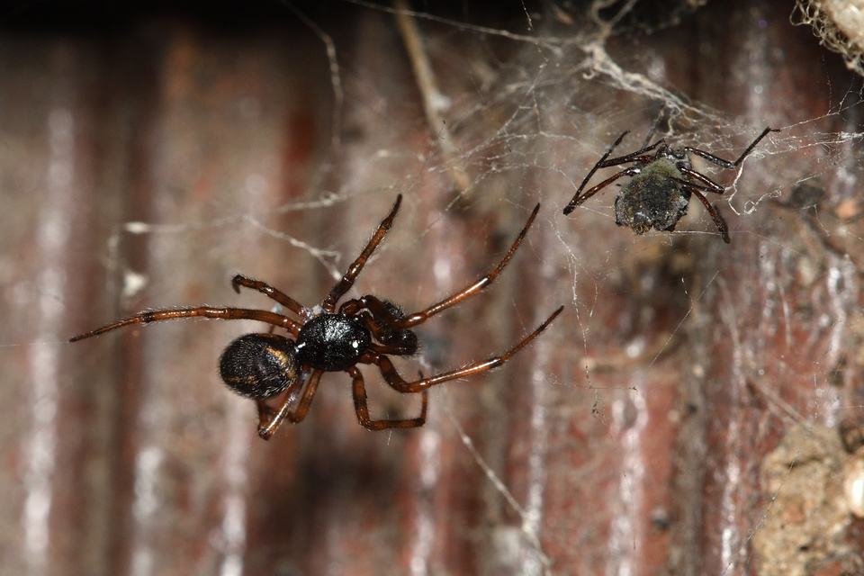 Steatoda bipunctata - kétpettyes faggyúpók