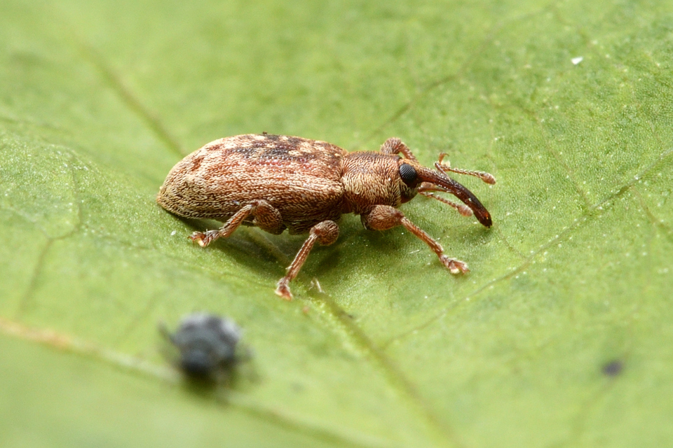 Dorytomus melanophthalmus - sárgaorrú hangormányos