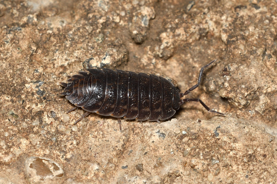 Trachelipodidae