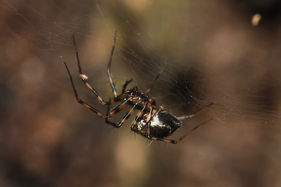 Lepthyphantes