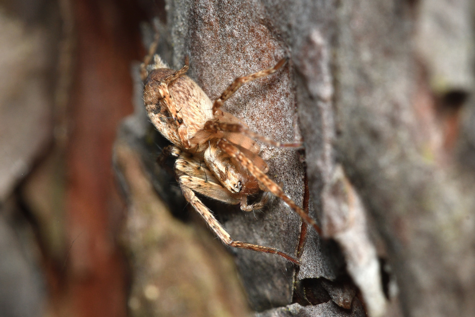 Anyphaena accentuata - jegyespók