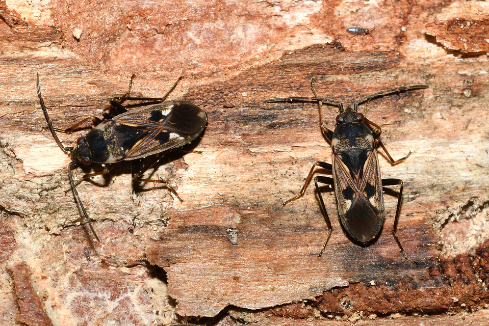 Rhyparochromus vulgaris - közönséges díszesbodobács