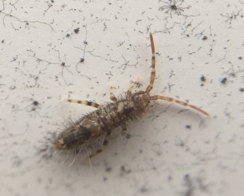 Entomobrya dorsalis