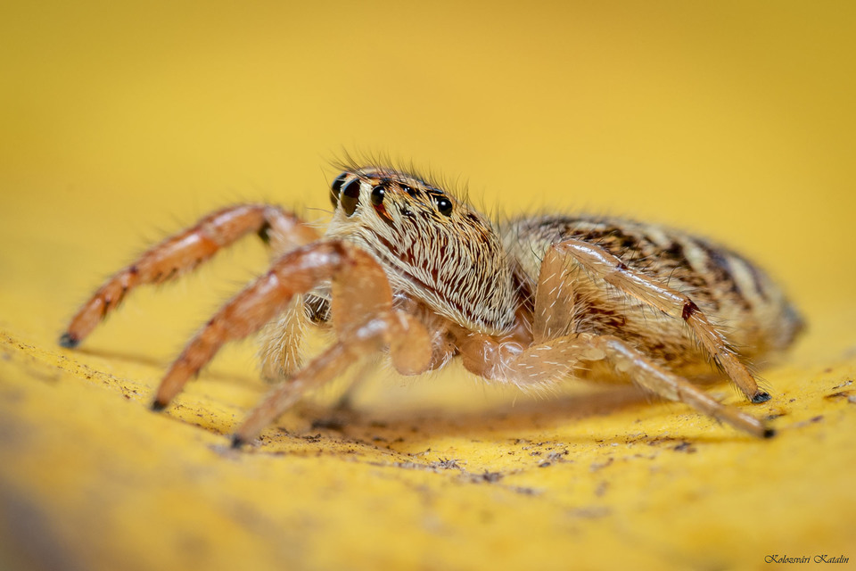 Macaroeris nidicolens - fészkes ugrópók