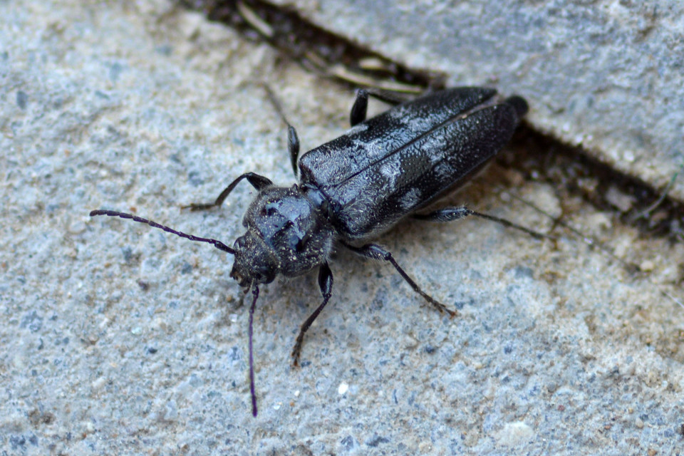 Hylotrupes bajulus - házicincér