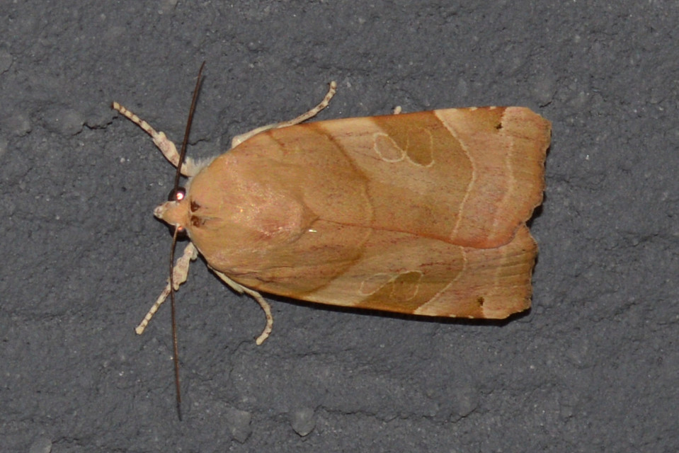 Noctua fimbriata - szélessávú sárgafűbagoly