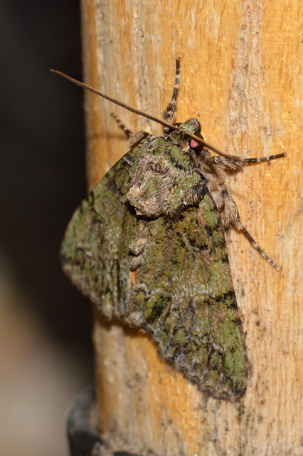 Polyphaenis sericata - selyemfényű erdeibagoly