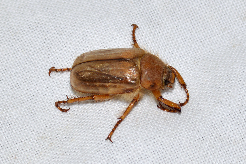 Amphimallon solstitiale - bordás sárgacserebogár