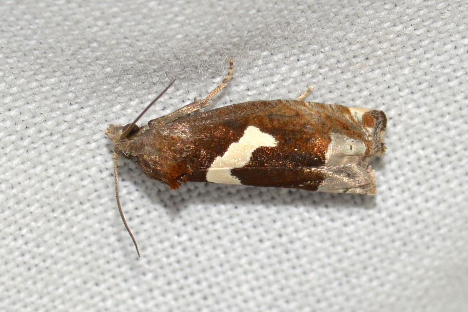 Epiblema foenella - kampósfoltú tükrösmoly