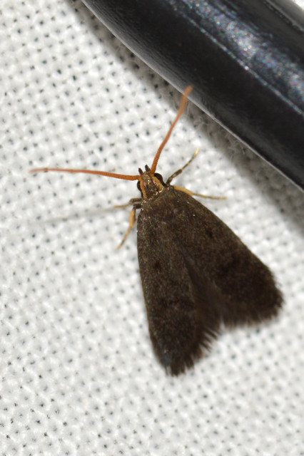 Lecithocera nigrana - kis hindumoly